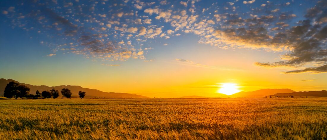 Blockchain en la Cadena de Suministro Agrícola: Innovación y Transparencia
