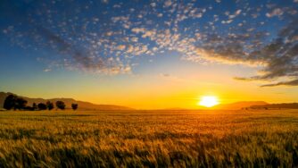 Blockchain en la Cadena de Suministro Agrícola: Innovación y Transparencia